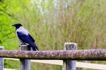 Carrion Crow against Blurred Natural Background