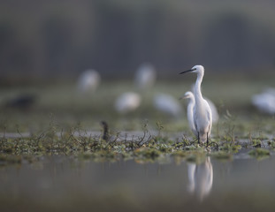 Little Egret