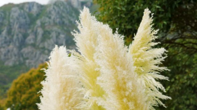 macro as the plant cane blossomed in the feathers