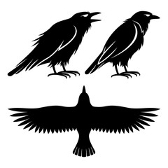 Raven signs.