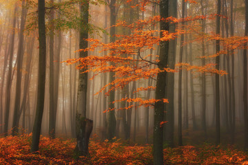 Obraz premium Autumn foggy mystical forest, bright fall colors nature background suitable for wallpaper