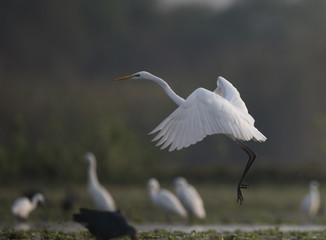 Great Egret Taking  off