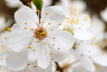 cherry Blossoms
