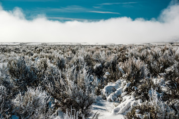 Landscape with hoarfrost