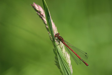 Frühlingslibelle Frühe Adonislibelle
