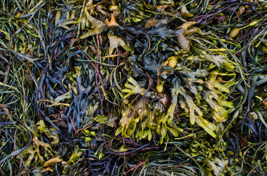 quantity of seaweed