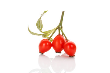 Rosa canina branch with berries.