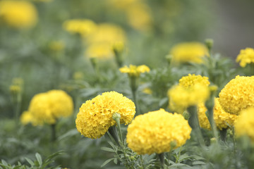 Marigold as background natural