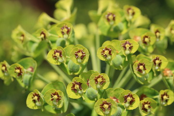 Blüten exotisch