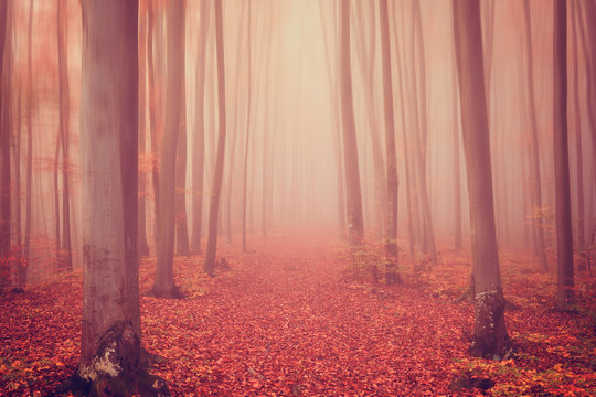 Fototapeta Autumn foggy mystical forest in red tones, nature background suitable for wallpaper