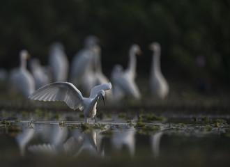 Flock of Egrets