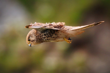 Kestrel in flight