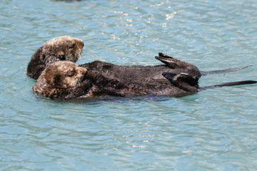 Fototapeta premium Seeotter in freier Natur