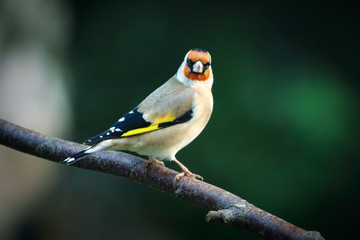 Goldfinch