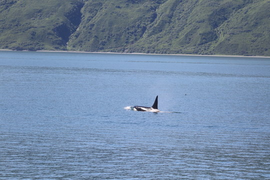 Frei lebender Killerwal in Seward, Alaska