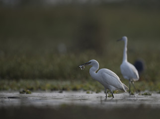 Little Egret with fish
