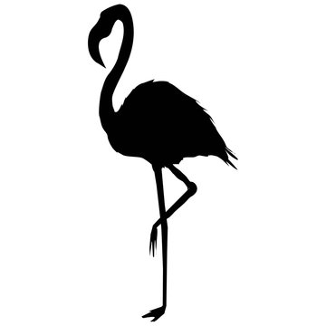 recommend clip art: Flamingo silhouette, vector, illustration