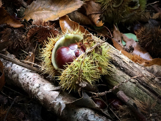 Autumn Chestnut 