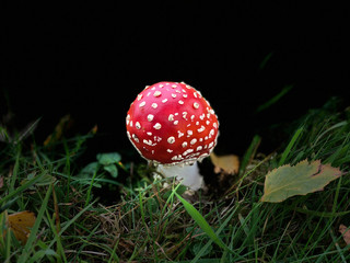 Fly Agaric