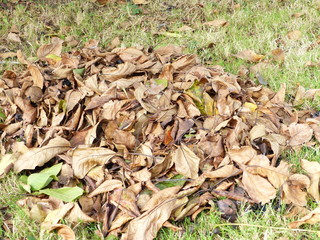 tas de feuilles mortes sèches,ramassage dans le jardin