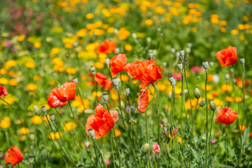 red poppies in a meadow