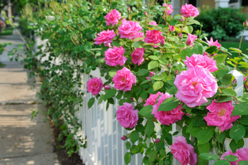 Fototapeta na wymiar Pink Roses On White Fence