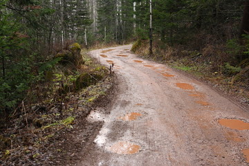 Forest winding road with puddles.