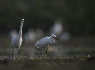 Little Egret