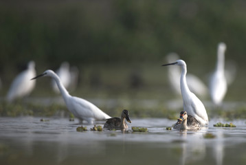 Indian spot-billed duck