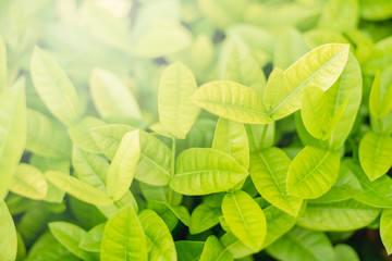 Closeup fresh and green leaves  nature in garden, natural green leaf plants landscape. ecology, wallpaper concept.