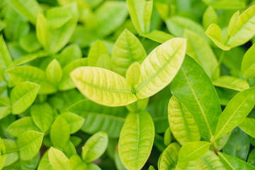 Closeup fresh and green leaves  nature in garden, natural green leaf plants landscape. ecology, wallpaper concept.