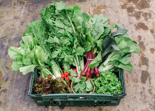 a crate of freshly harvested spring vegetables