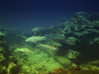 School of colorful fish near coral reef