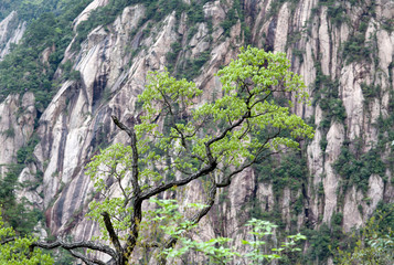 Curved tree on the rock in Huangshan Mountain, Anhui province of China