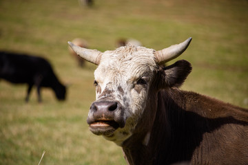 Cow of Ushguli, Georgia