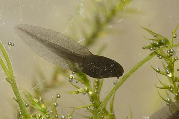 tétard de crapaud commun tadpole
