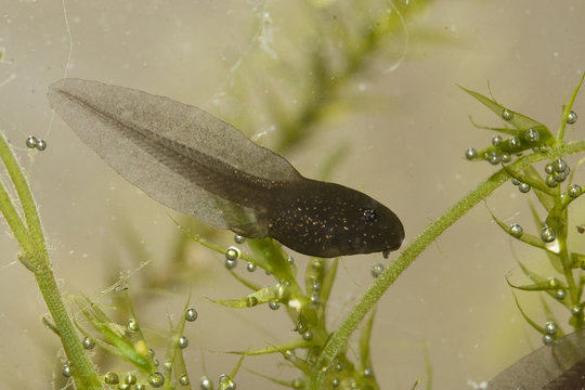 t&eacute;tard de crapaud commun tadpole