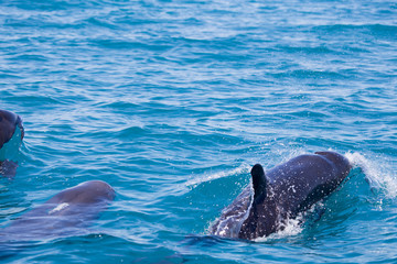 Obraz premium A pod of False Killer Whales, Kimberley Coast, Western Australia