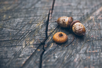 acorns on a wooden background