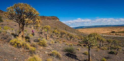 Hiking through a Quiver tree forest in the Karoo region of South Africa