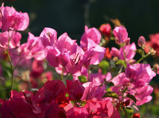 Bougainvillea flowers in tropical garden of Tenerife,Canary Islands,Spain.
Bougainvillea.Floral background.Selective focus.