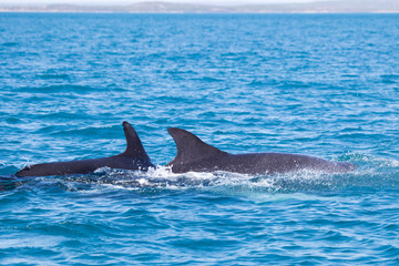 Fototapeta premium A pod of False Killer Whales, Kimberley Coast, Western Australia