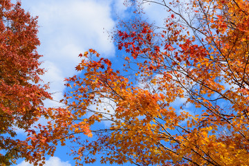 北海道　大沼国定公園の紅葉