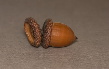 acorn