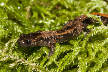 salamandre rabilarga Chioglosse 