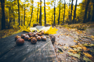 acorns on a wooden background