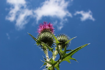 Thistle flower (carduus acanthoides) and bud against the blue sky and white clouds (close up)