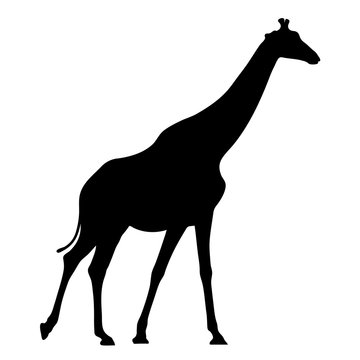Black silhouette of giraffe on white background of vector illustration