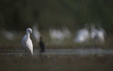 Little Egret