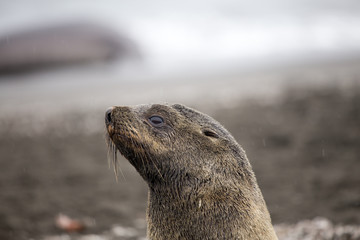 Antarctic Fur Seal, South Shetland Islands, Antarctica